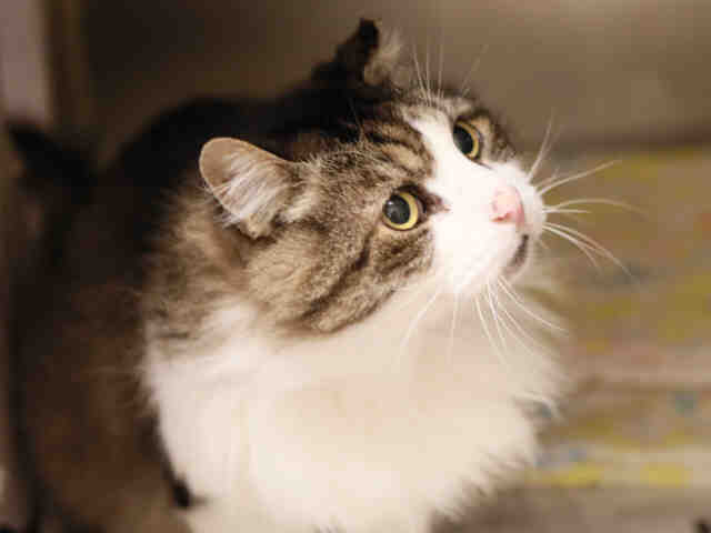 KEEGAN (A168395)