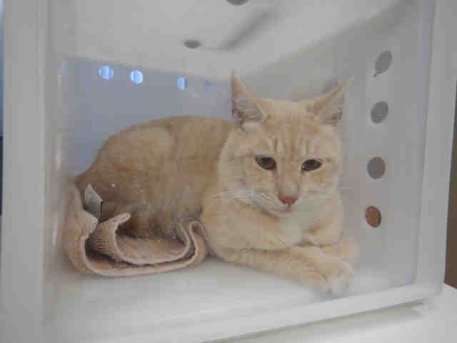 KELLY (A1071731)