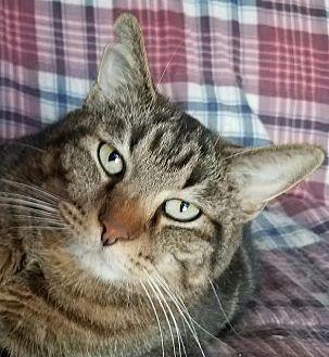 KitKat (12591036)