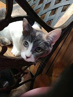 Kitten 16293 (20505420)