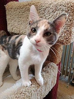 Kitten 16294 (20505421)