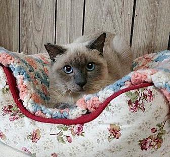 Kitten 16532 (20505433)