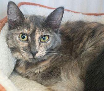 Kitten 313 (20645664)