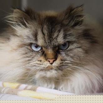 Kitty (20709592)