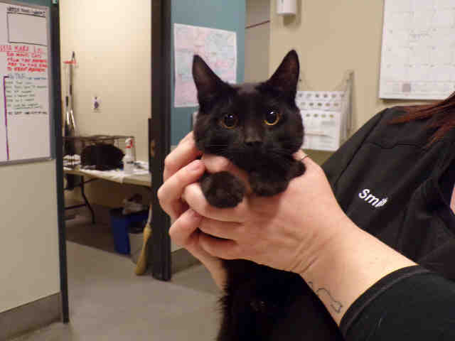 *KOALA (A493055)