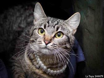 LA TOYA (20711330)