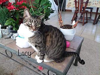 Lacey Declaw (20697871)