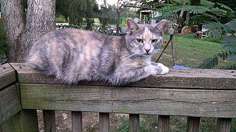 Lady (16544546)