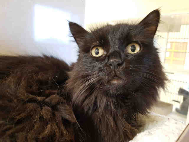 LADY (A229975)
