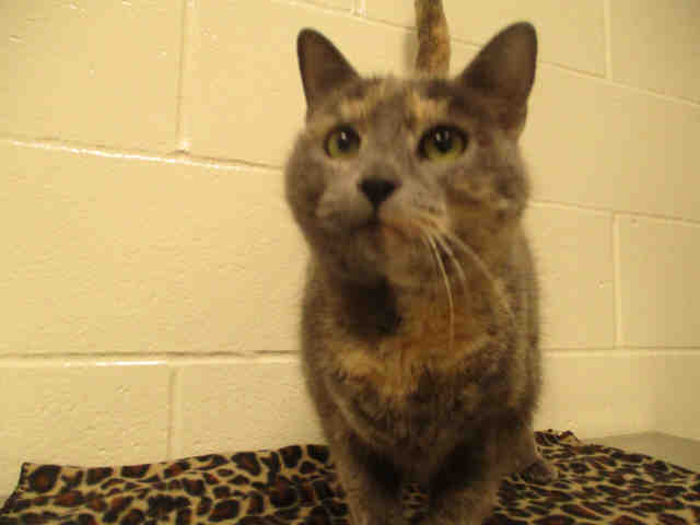 LEELOO (A178514)
