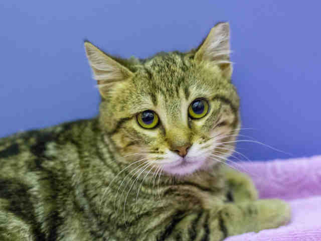 LEIA (A905309)