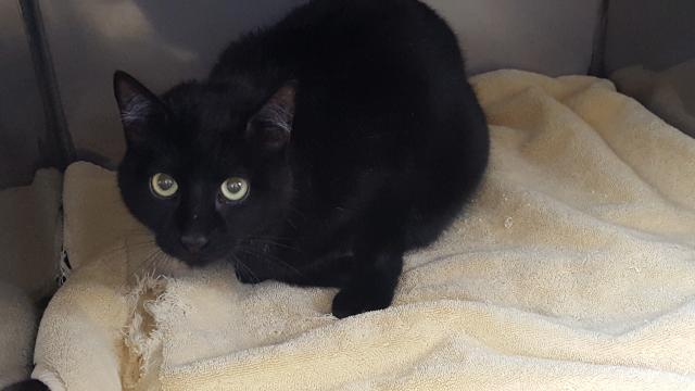 LEO (A244619)