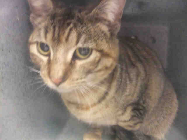 LETTI (A105532)