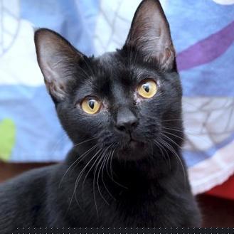 Lilo (20768535)