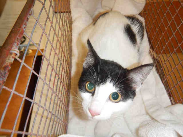 LILY (A1070589)
