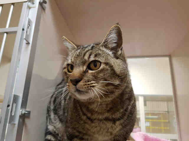 LINDA (A230036)
