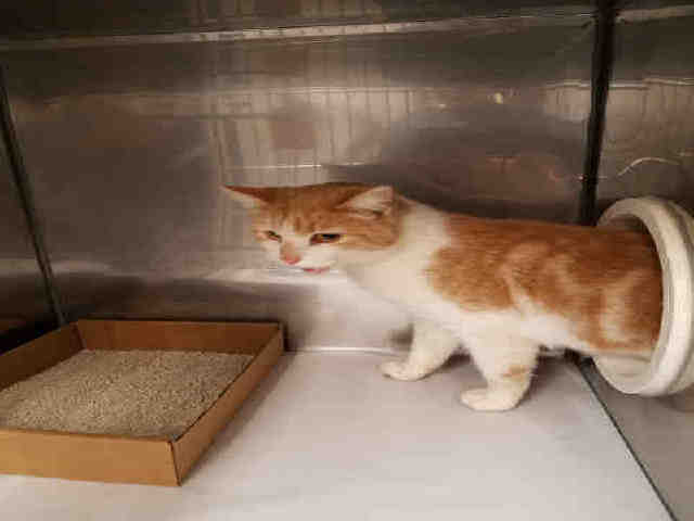 *LINUS (A157611)