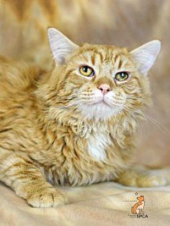 Lionel (20733203)