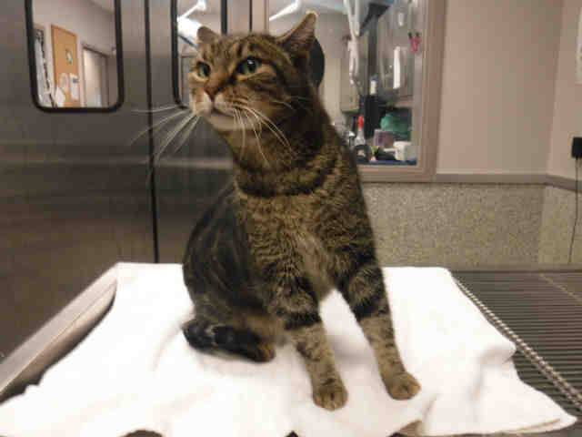*LIONEL* (A135740)