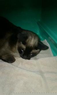 Little Miss (20742158)