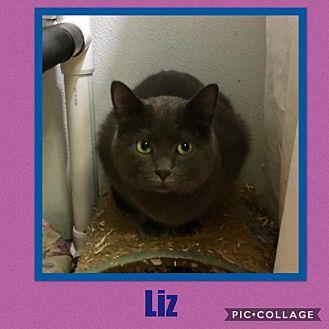 Liz (17730702)