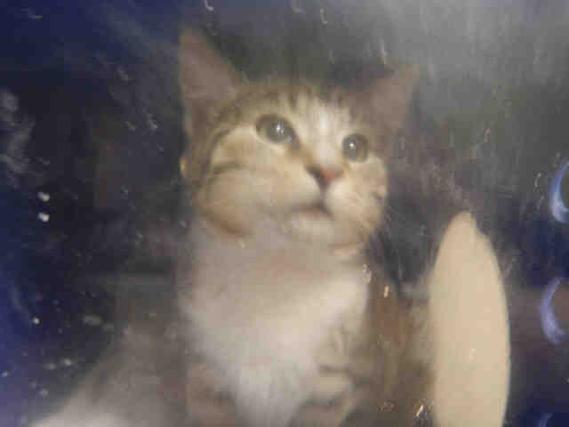 LOBO (A1070697)