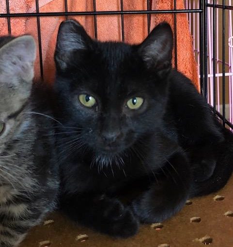 *LOKI (A724240)