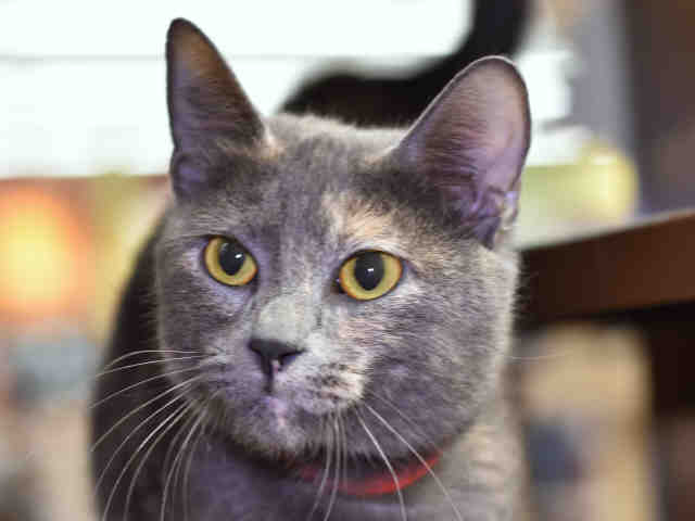 LOLA (A1069753)