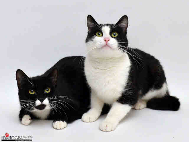 LOUISE (A411682)