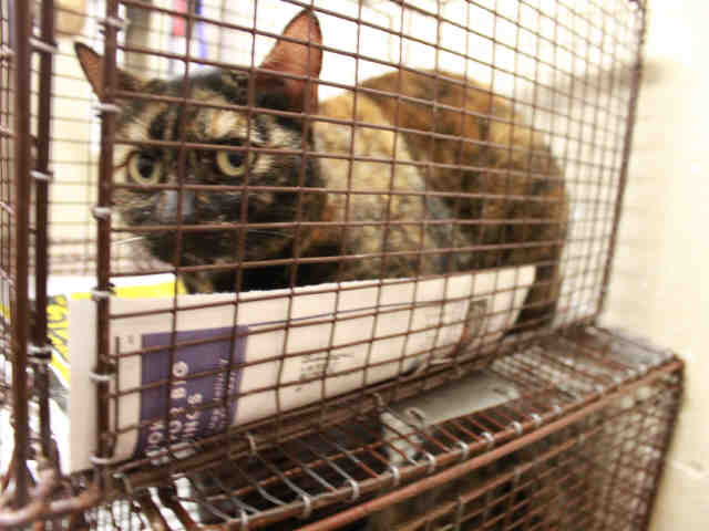 *LOVEY (A492851)