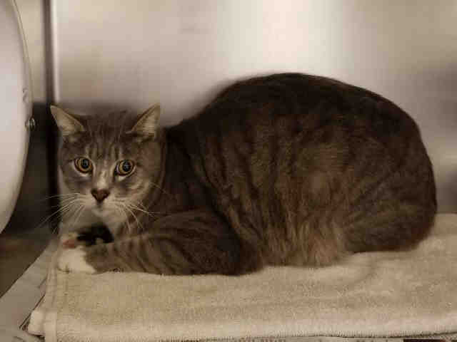 LUCOUS (A168413)