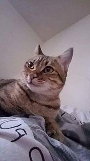 Lucy (Courte (17902390)