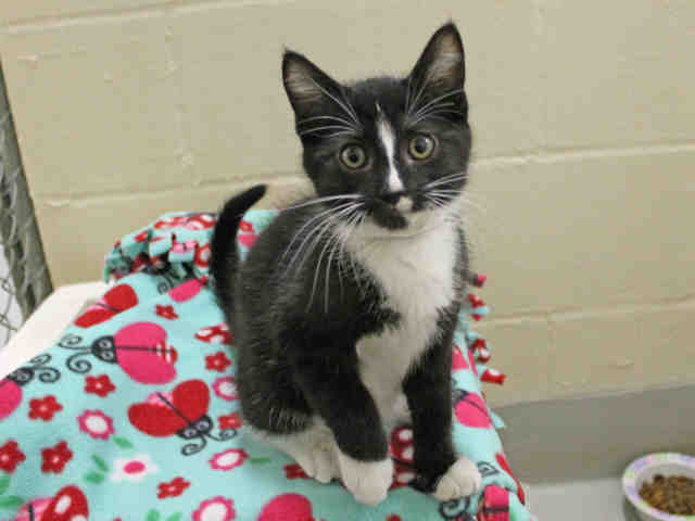 LUKE (A412061)