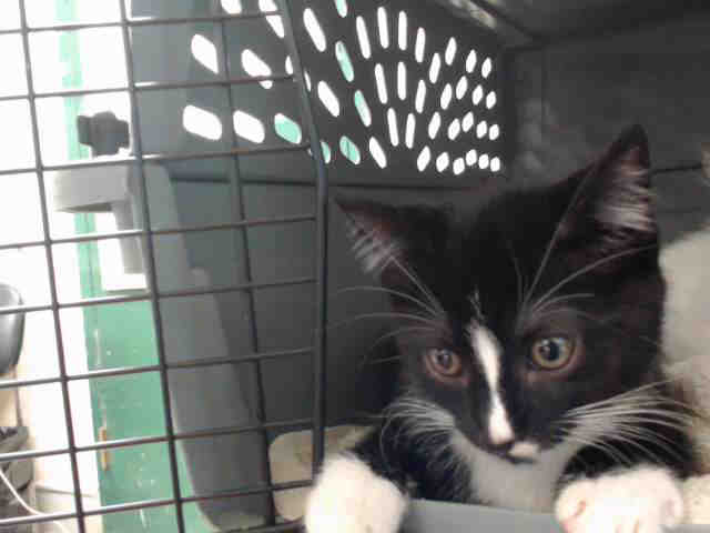 LUKE (A412061)