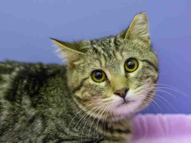 LUKE (A905310)