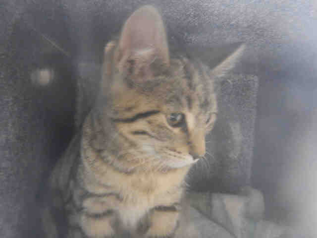 LUNA (A1070698)