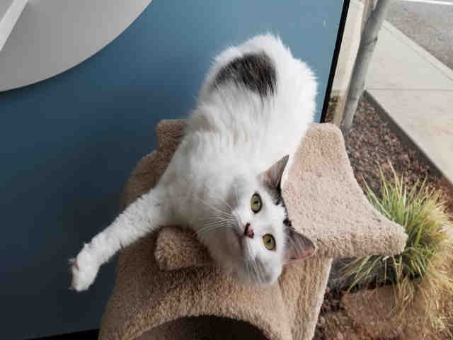 MADDIE (A1068591)