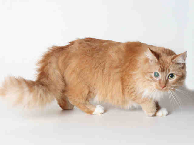 MARIAH (A119629)
