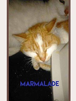 Marmalade (18190827)