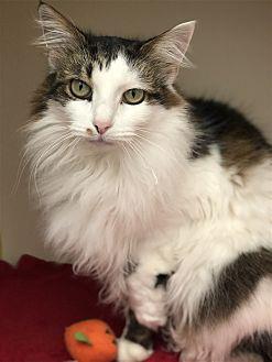 Marshmallow (20706070)