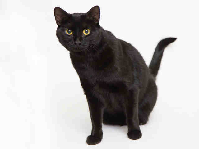 MATHILDA (A371728)