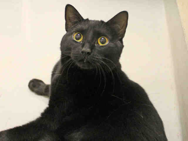 MATHILDA (A371728)