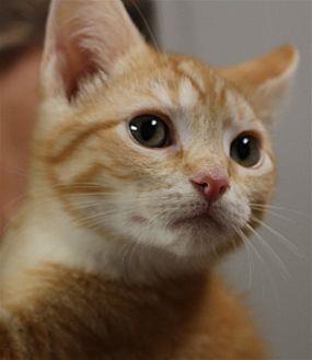 Meeko (20768704)