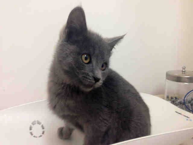 MEL (A149234)