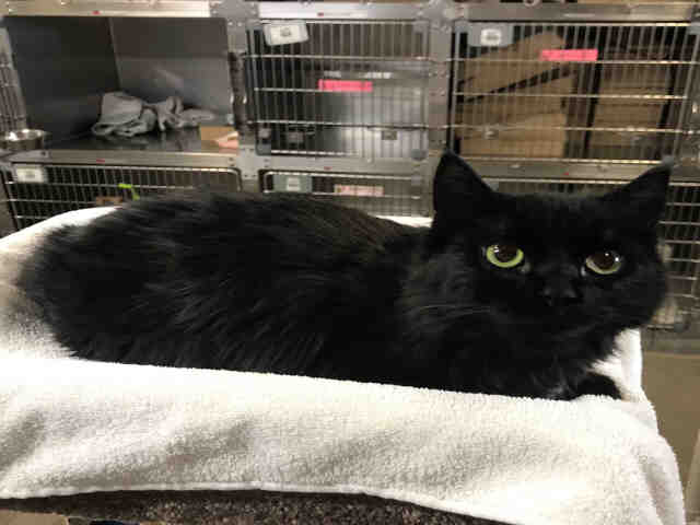 MELINA (A074145)