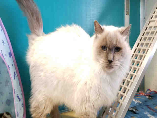 MELINDA (A178003)