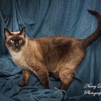 Meow (20439911)