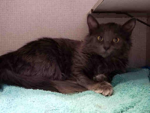 MIA (A221898)