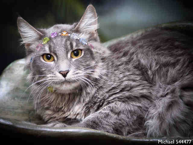 MICHAEL (A544477)