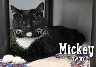 Mickey (20609646)